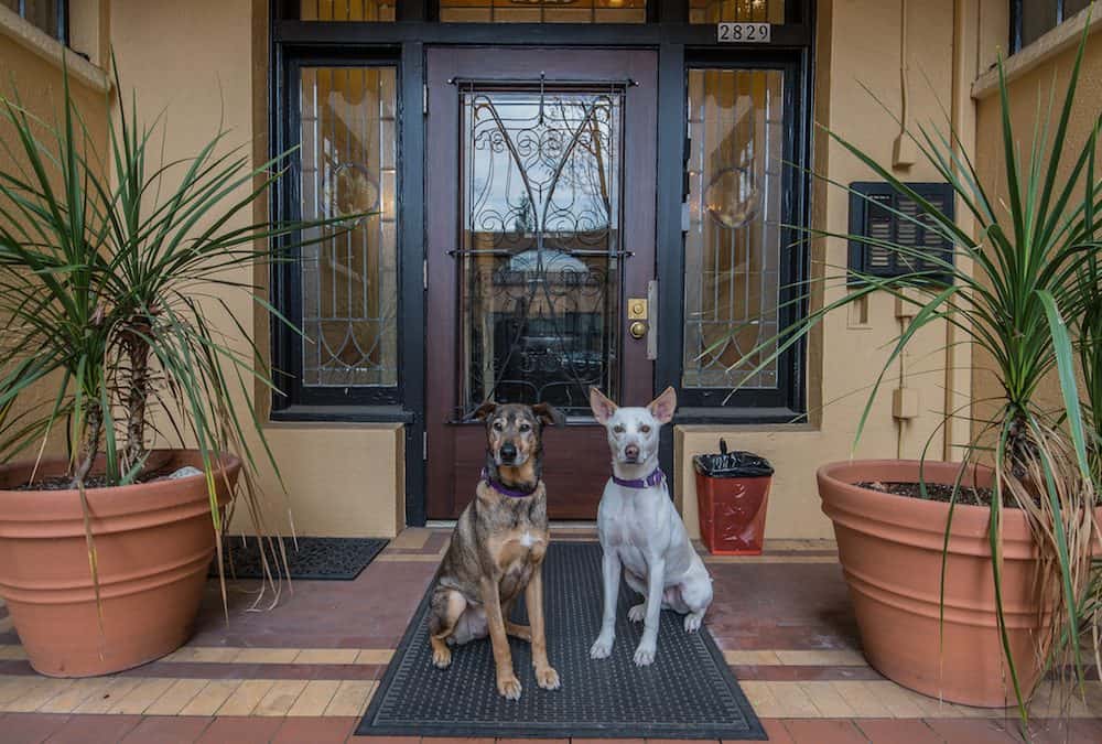 Pet-Friendly Belmont Condo